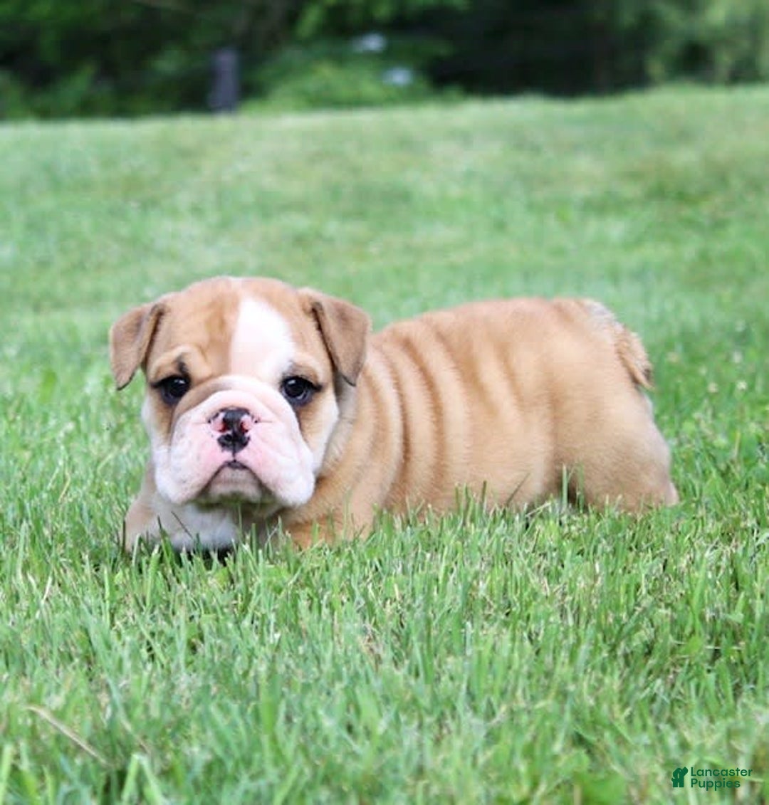 English Bulldog dogs for sale: Wyatt - Image 11