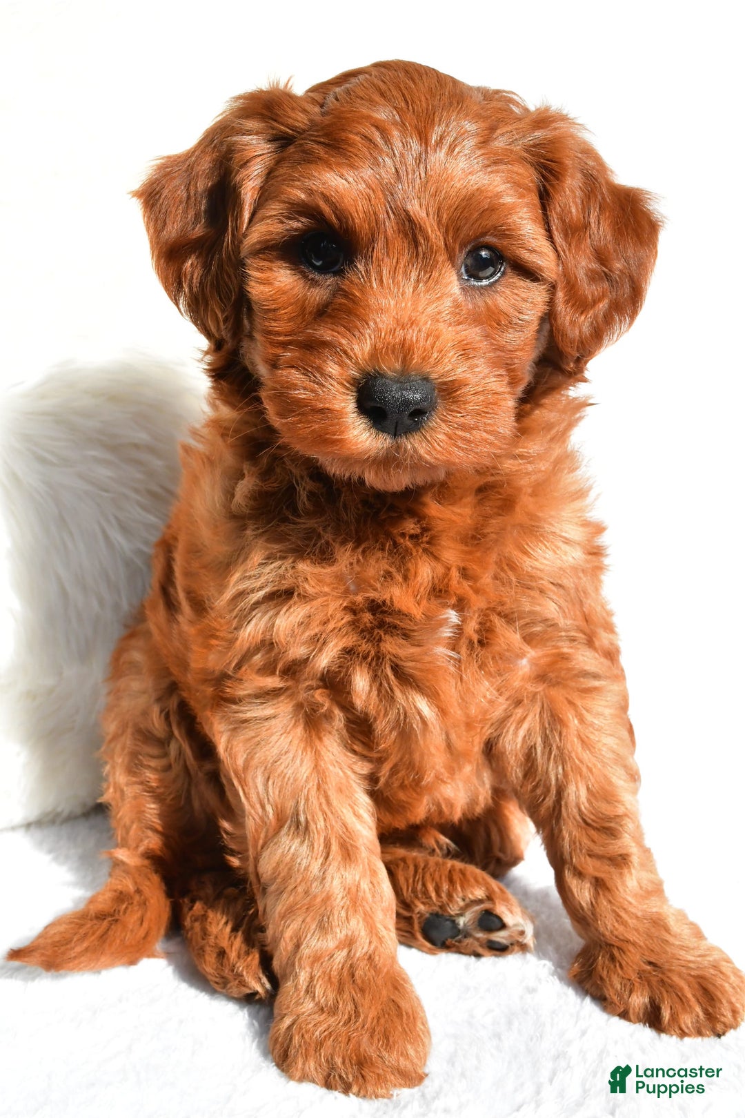  dogs for sale: Asher - Image 7