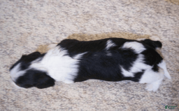 Cavachon dogs for sale: Peanut - Image 1