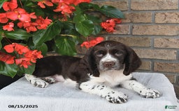 English Springer Spaniel dogs for sale: Chief - Image 5