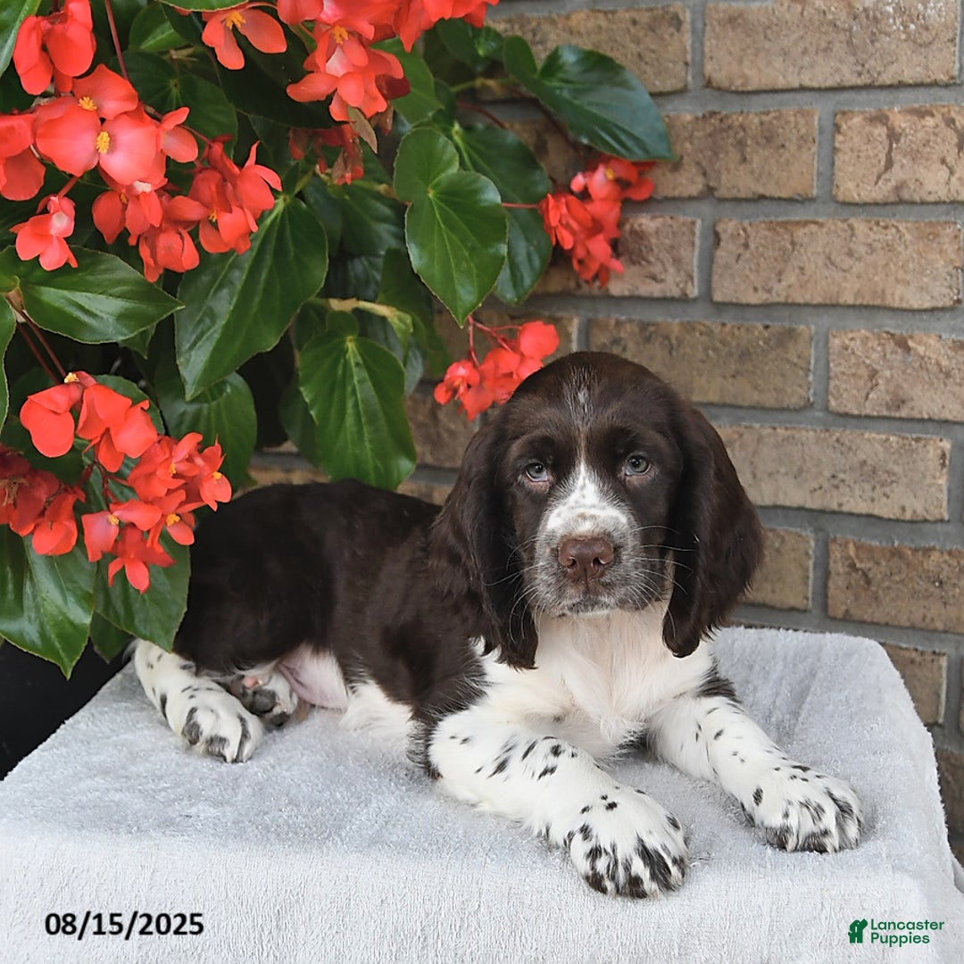 English Springer Spaniel dogs for sale: Chief - Image 5