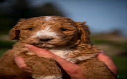 Goldendoodle dogs for sale: Janelle - Image 14