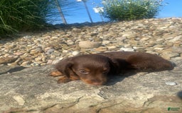 Miniature Dachshund dogs for sale: Beans - Image 9
