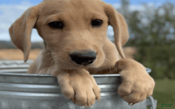 Labrador Retriever dogs for sale: Clyde - Image 6