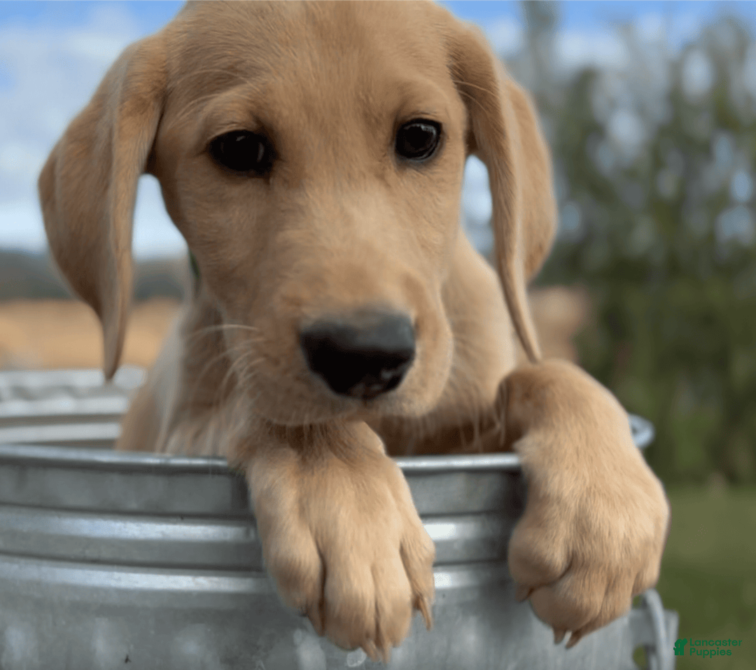 Labrador Retriever dogs for sale: Clyde - Image 6