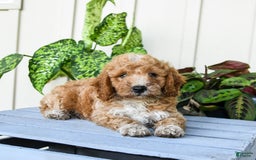 Mini Goldendoodle dogs for sale: Metro - Image 3