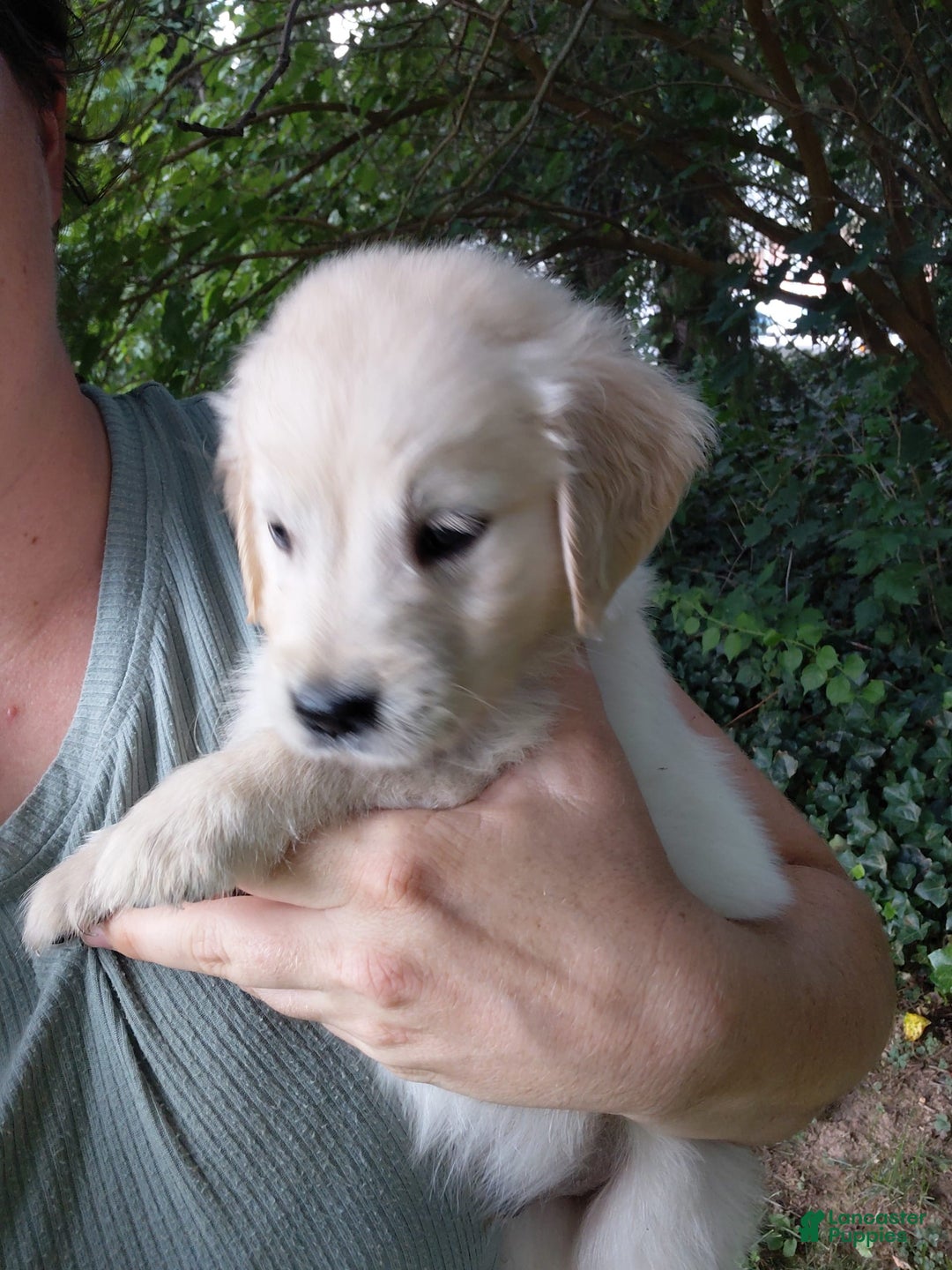 Golden Retriever dogs for sale: Picasso - Image 22