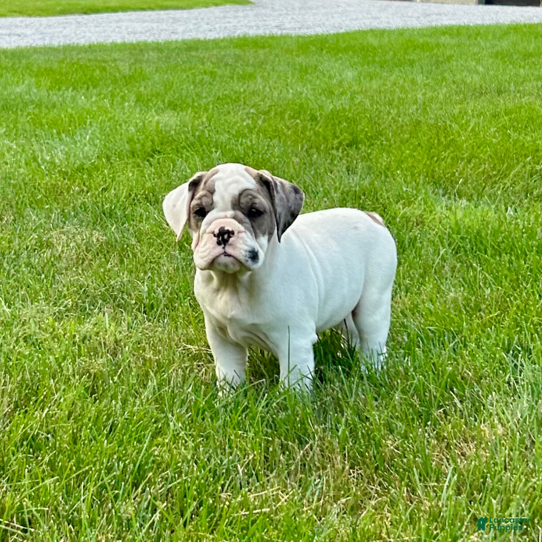 English Bulldog dogs for sale: Sally - Image 3