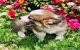 Welsh Corgi Pembroke dogs for sale: Tink Fluffy - Image 3