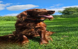 Irish Setter dogs for sale: Latte - Image 2