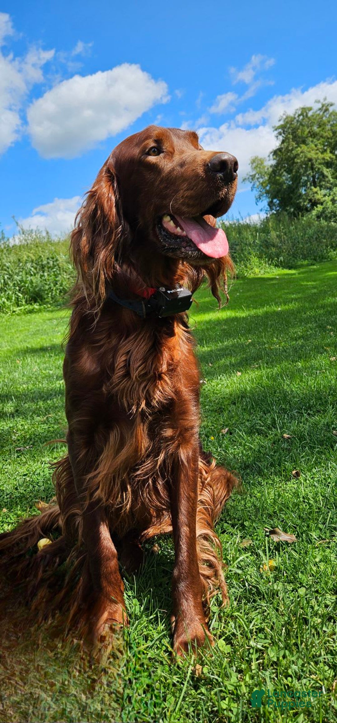 Irish Setter dogs for sale: Latte - Image 2
