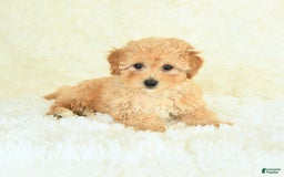 Bichpoo dogs for sale: Sugar Cookie - Image 5