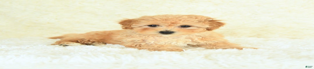 Sugar Cookie