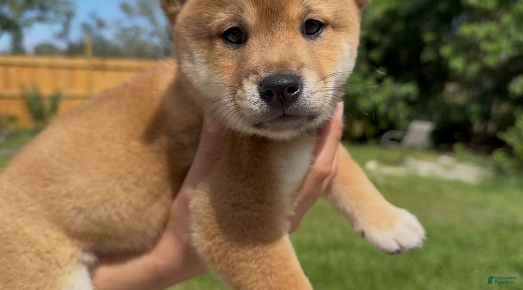 Shiba Inu dogs for sale: Koda - Image 3