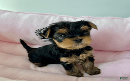 Yorkshire Terrier dogs for sale: Lana - Image 1