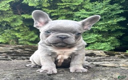 French Bulldog dogs for sale: Geno - Image 4