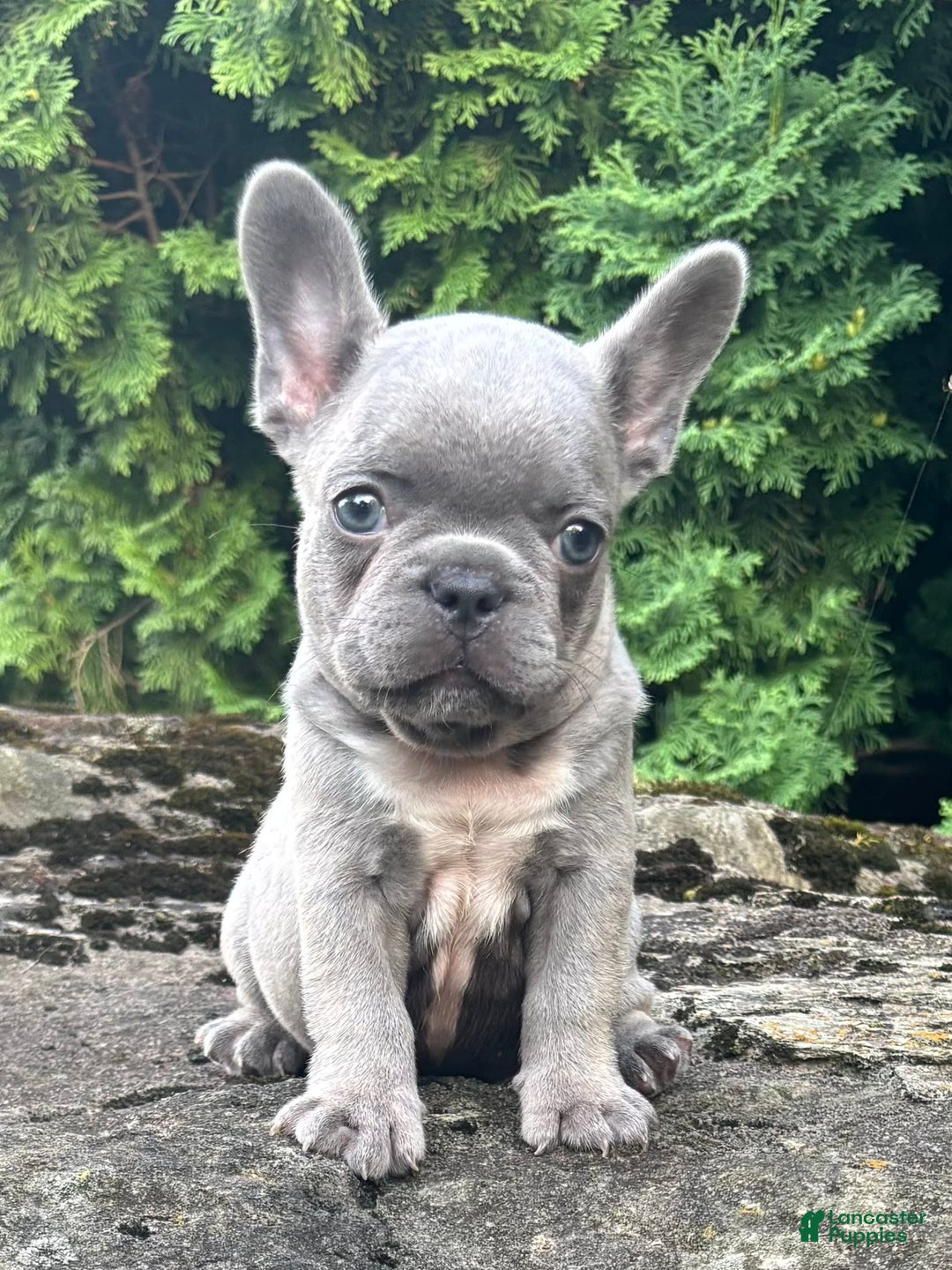 French Bulldog dogs for sale: Geno - Image 4