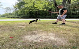 Doberman Pinscher dogs for sale: Banana - Image 11