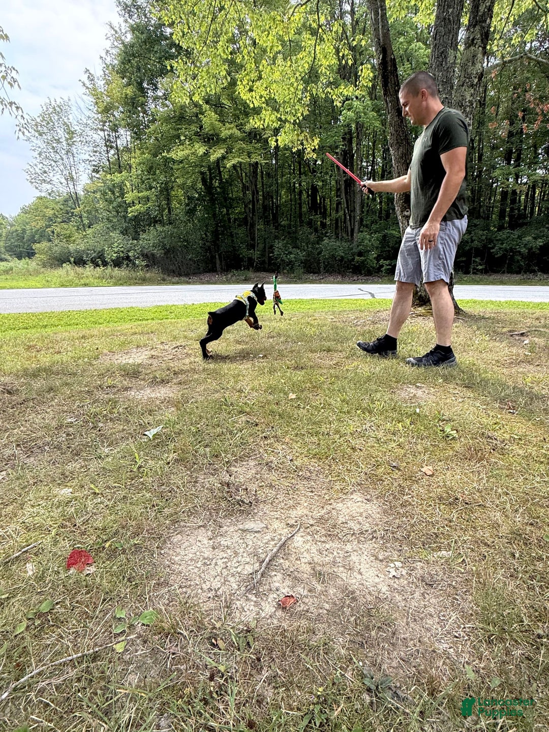 Doberman Pinscher dogs for sale: Banana - Image 11