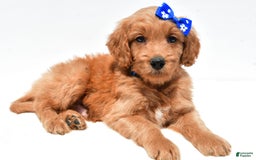 Mini Goldendoodle dogs for sale: Tommy - Image 1
