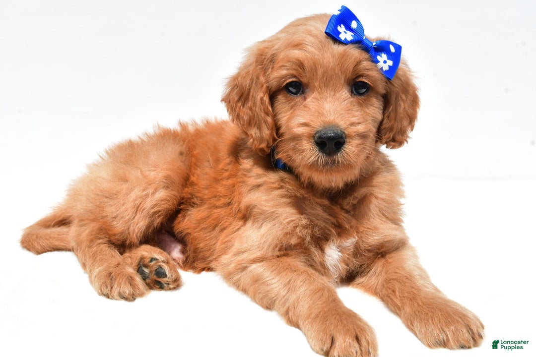 Mini Goldendoodle dogs for sale: Tommy - Image 1