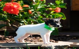 Toy Fox Terrier dogs for sale: Parker - Image 7
