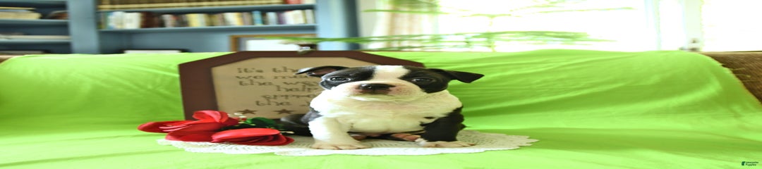 Harvey