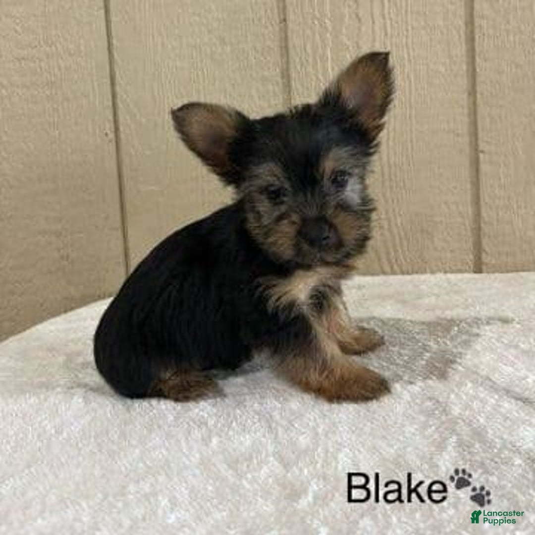 Yorkshire Terrier dogs for sale: Blake - Image 3