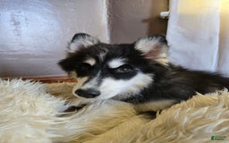 Pomsky dogs for sale: Momo - Image 3