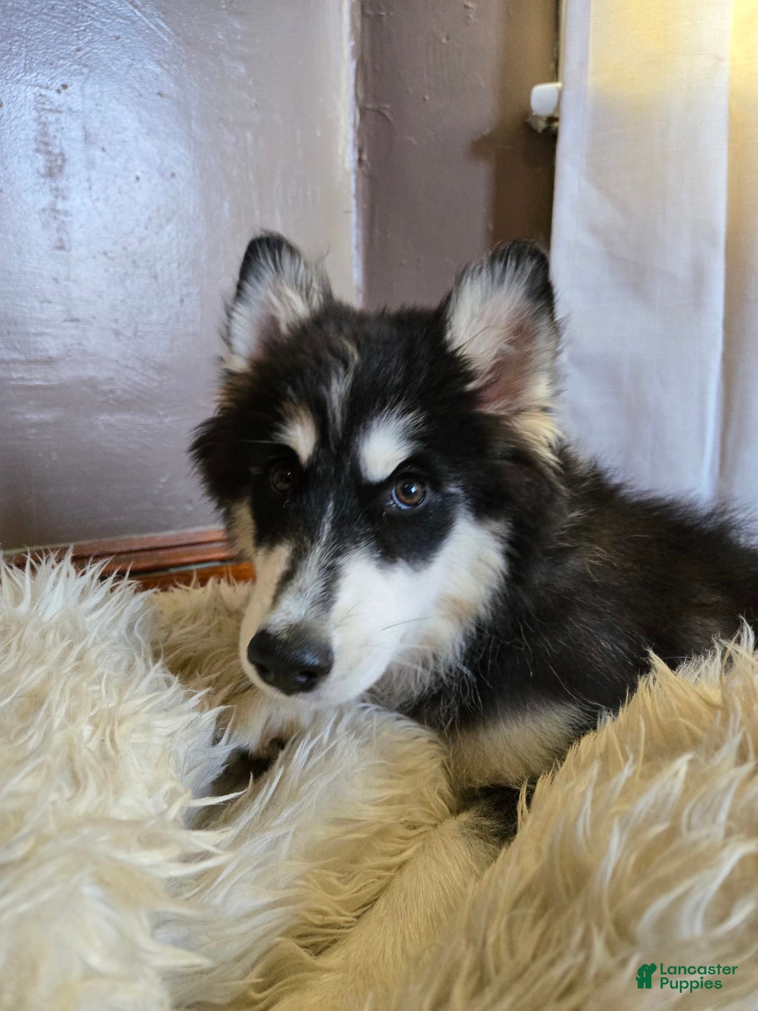 Pomsky dogs for sale: Momo - Image 3