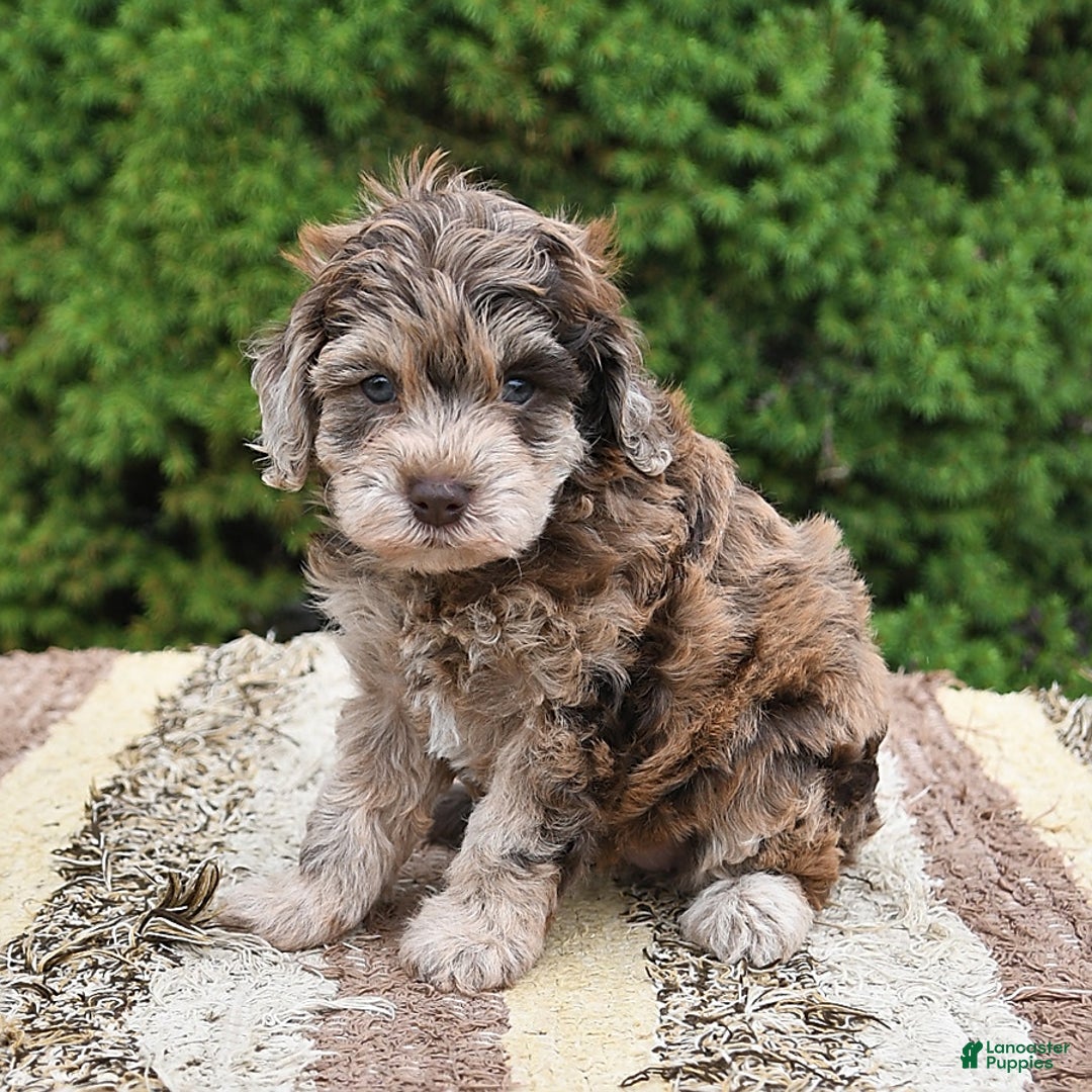 Havapoo dogs for sale: Wren - Image 7