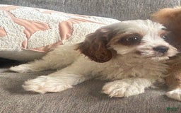 Cavapoo dogs for sale: Blue - Image 4