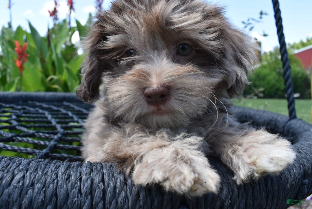 Havapoo dogs for sale: Zodiac - Image 1