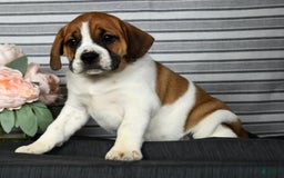 Beabull dogs for sale: Angie - Image 6