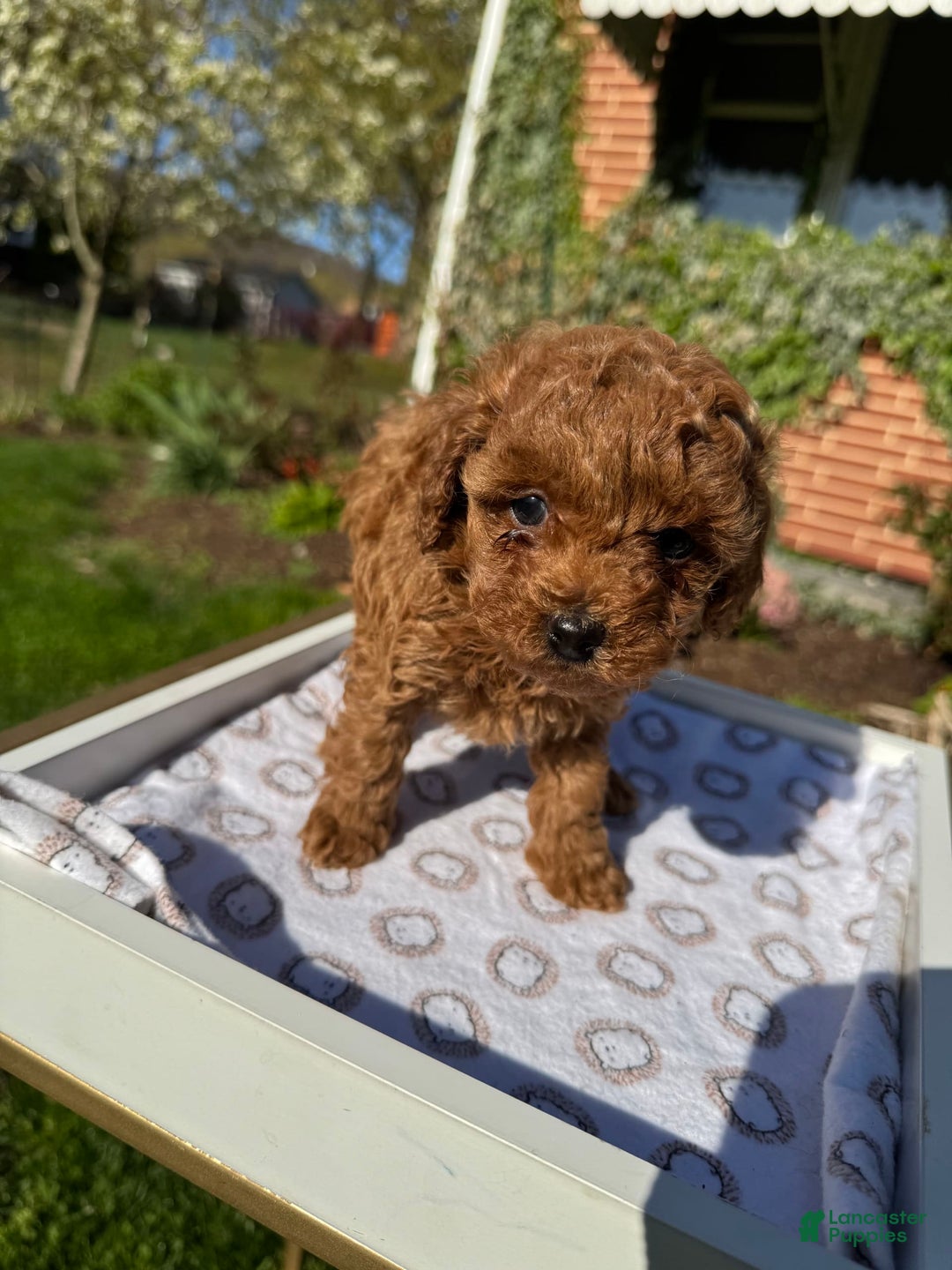 Toy Poodle dogs for sale: Lada - Image 23