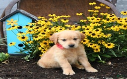Golden Retriever dogs for sale: Faye - Image 5