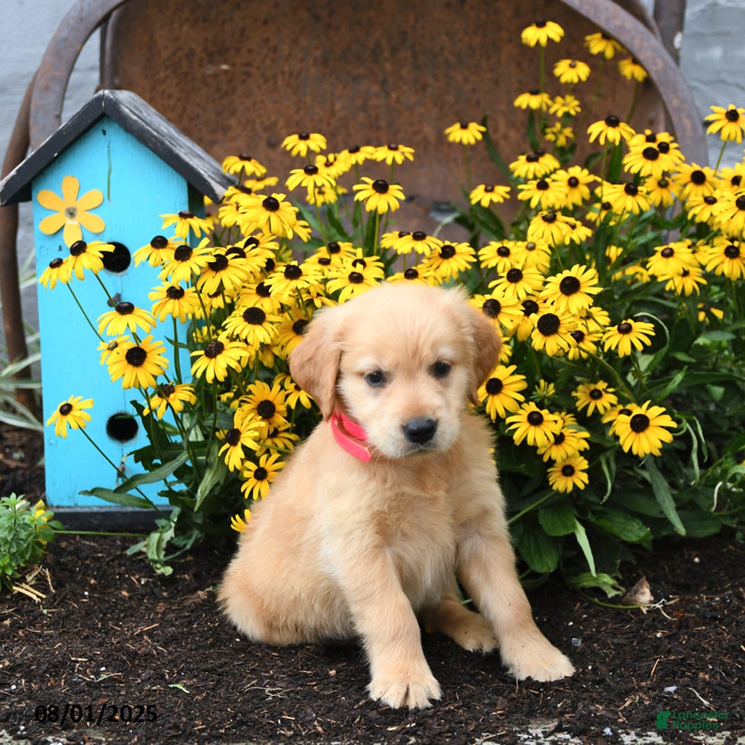 Golden Retriever dogs for sale: Faye - Image 5