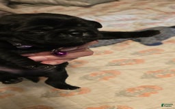 Pug dogs for sale: David Lee - Image 2