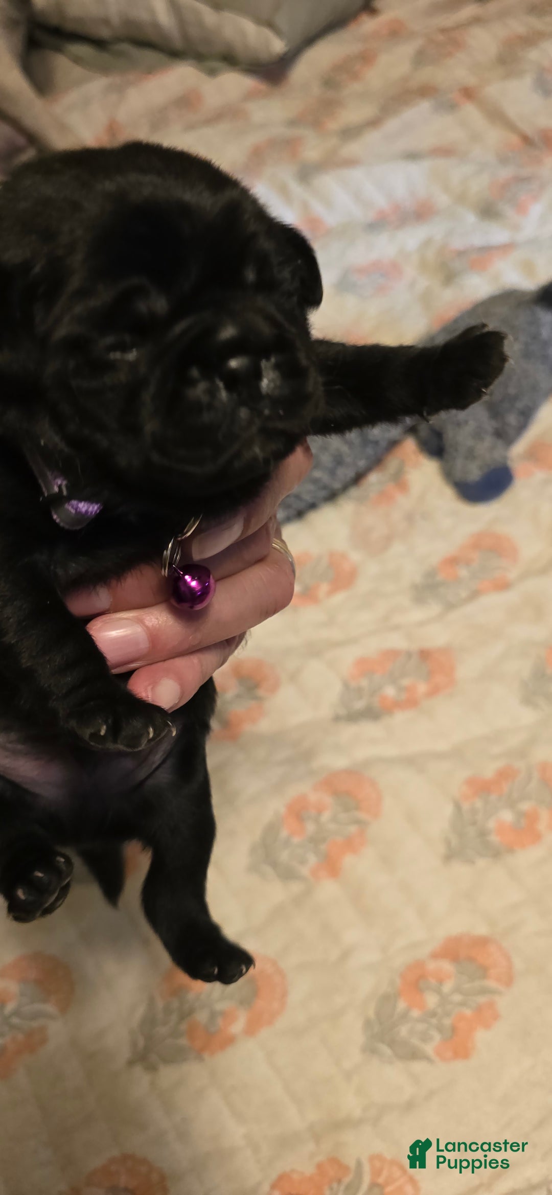 Pug dogs for sale: David Lee - Image 2