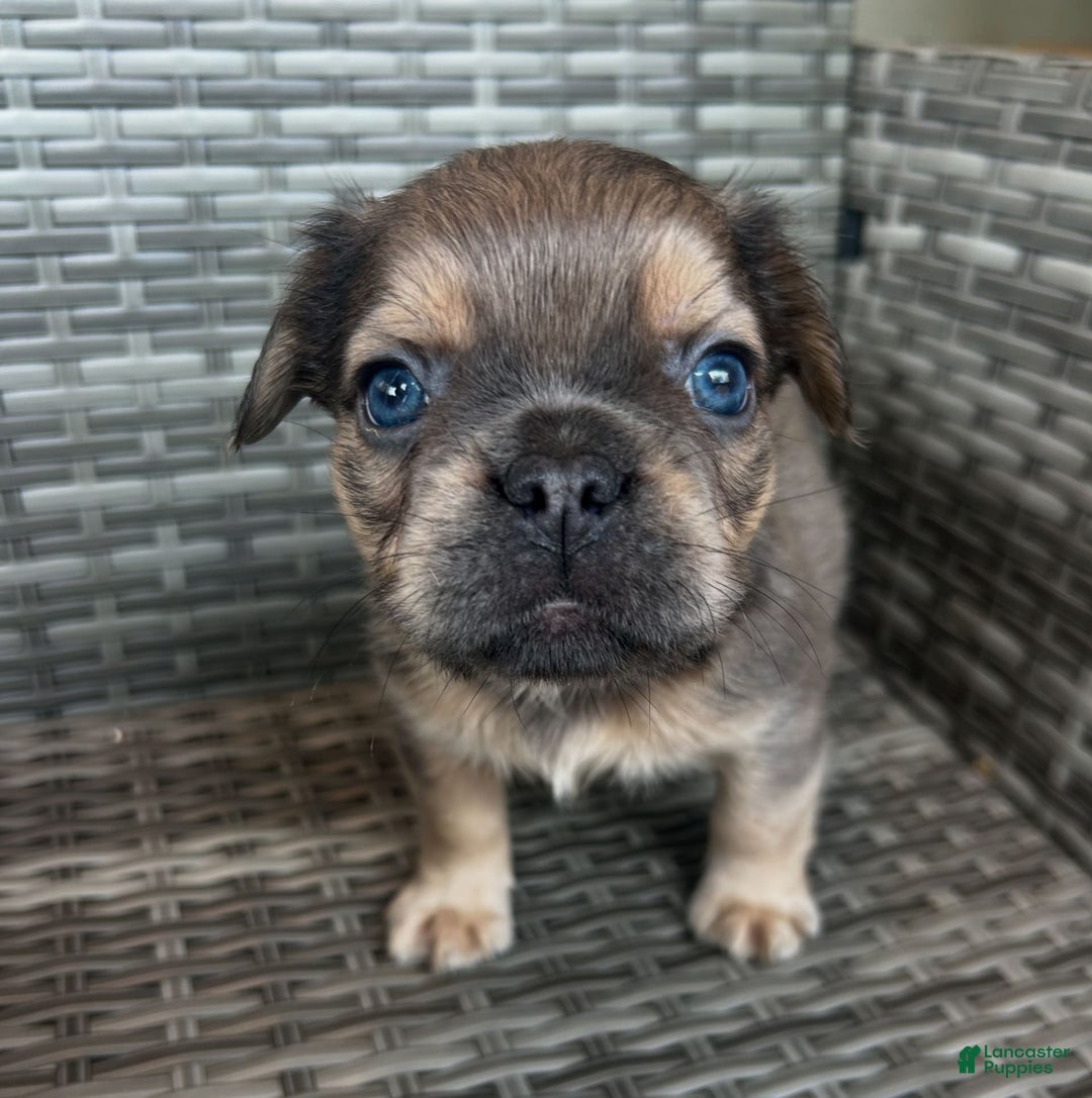 French Bulldog dogs for sale: Lilly - Image 1