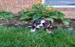 Olde English Bulldogge dogs for sale: Max - Image 5