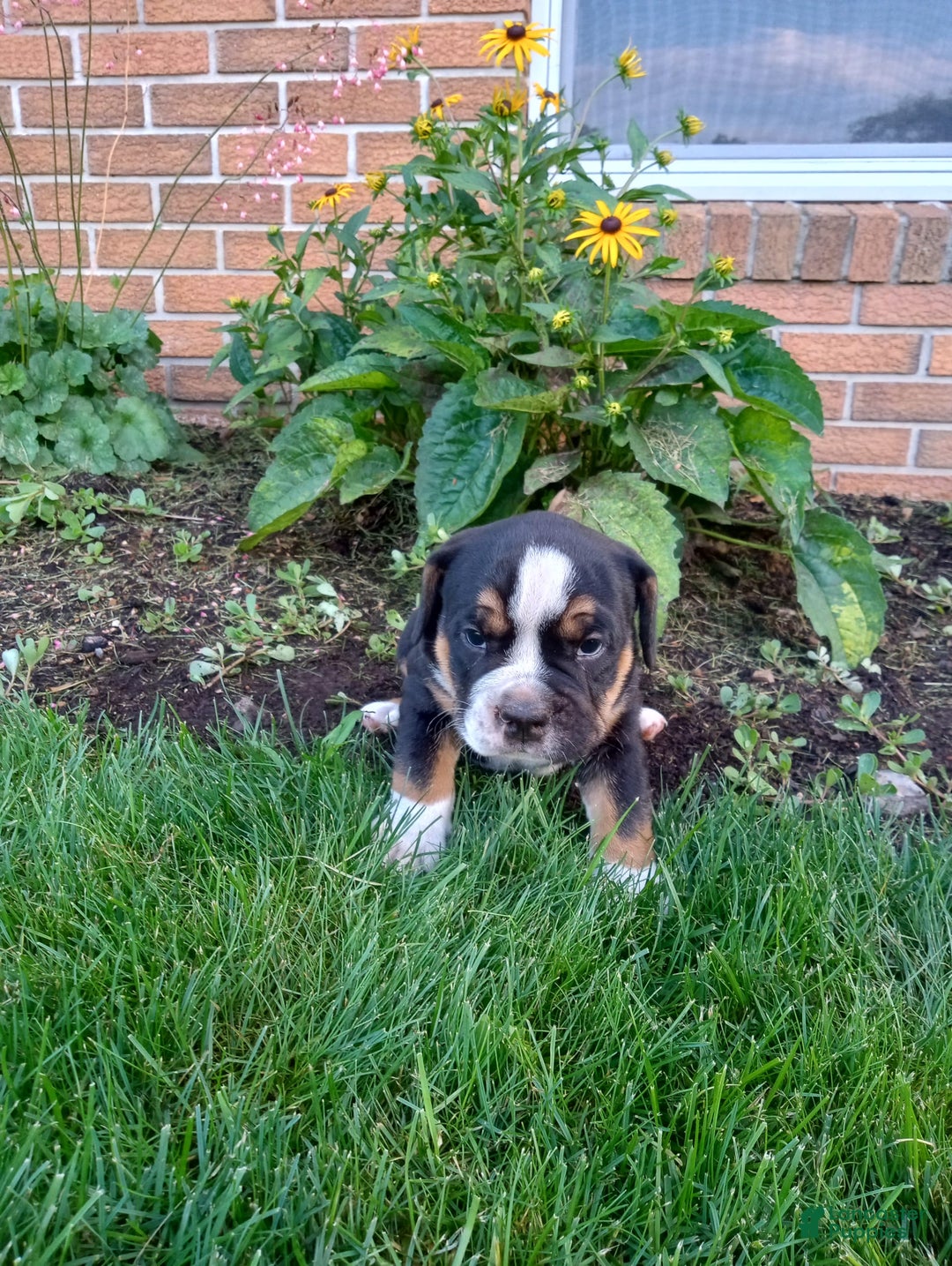 Olde English Bulldogge dogs for sale: Max - Image 5
