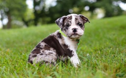 Beabull dogs for sale: Oreo - Image 9