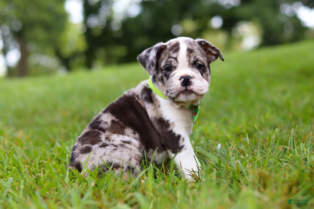 Beabull dogs for sale: Oreo - Image 9