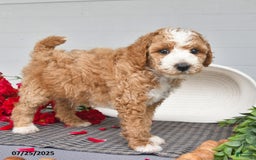 Toy Poodle dogs for sale: Poochy - Image 2