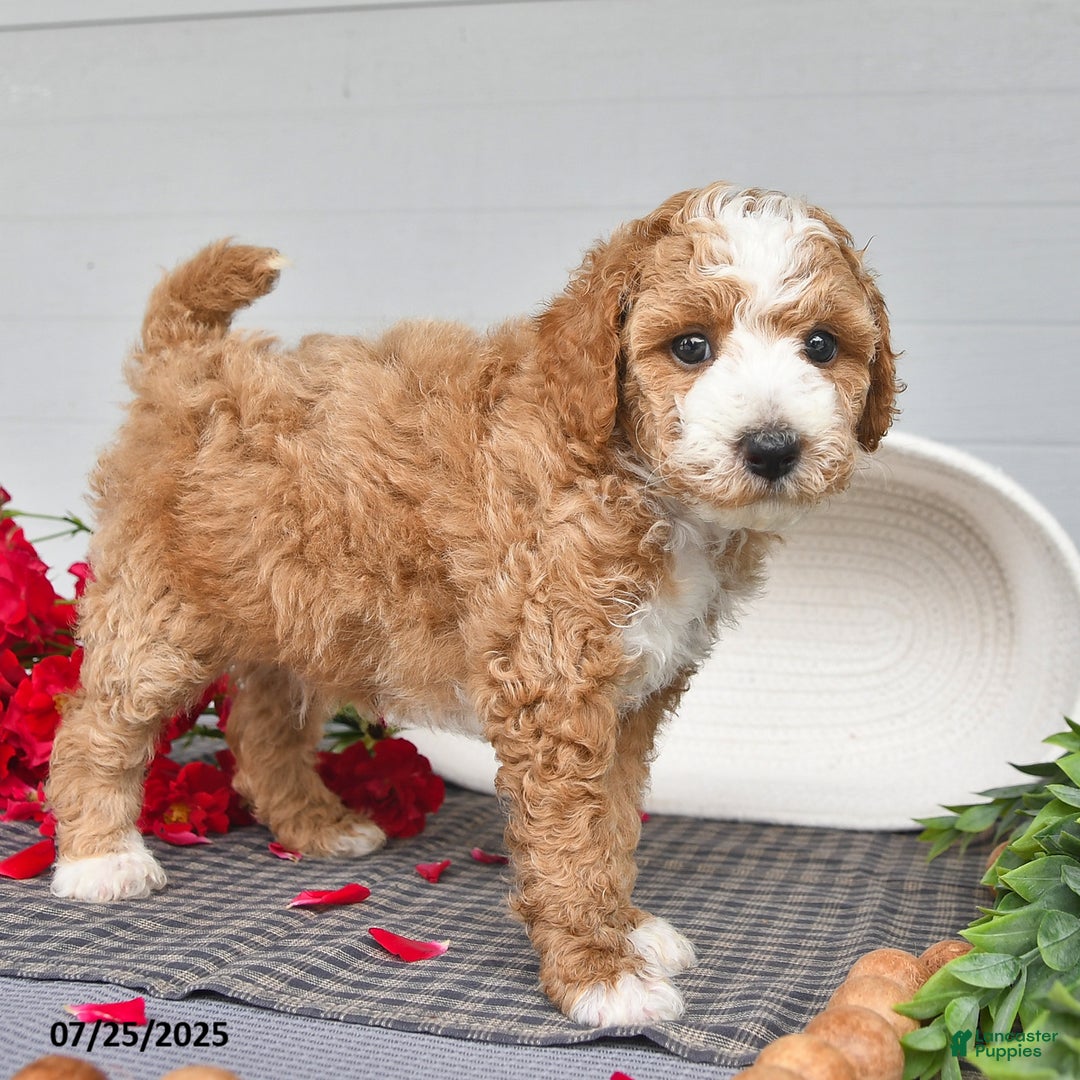 Toy Poodle dogs for sale: Poochy - Image 2