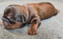 Shorkie dogs for sale: Pepper - Image 1
