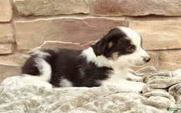 Miniature Australian Shepherd dogs for sale: Maya - Image 2