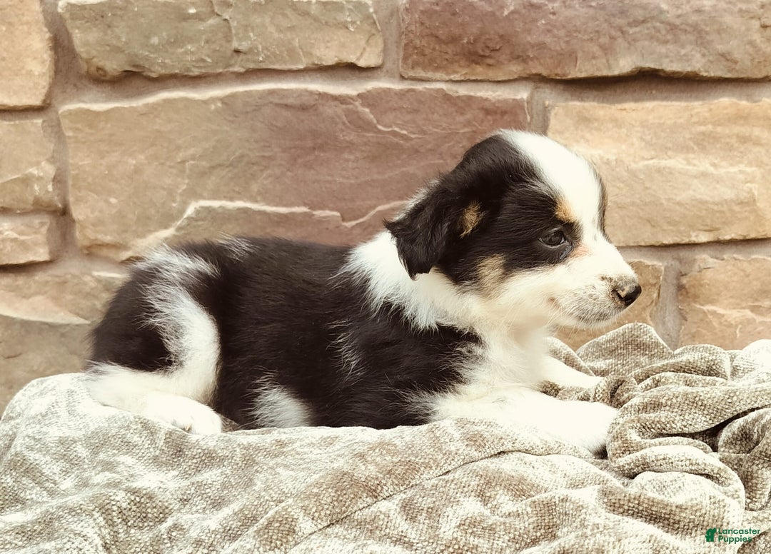 Miniature Australian Shepherd dogs for sale: Maya - Image 2