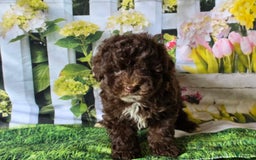 Miniature Poodle dogs for sale: Tulip - Image 2